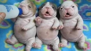 Watch Funny Videos || Animals Falis Video