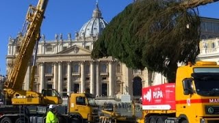 Watch Vatican Christmas Tree Arrives Video