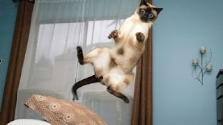 Watch Funny Animals Jump Fails Compilation Video