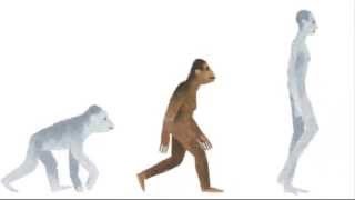 Watch New Google Doodle Honors Lucy the Australopithecus Video