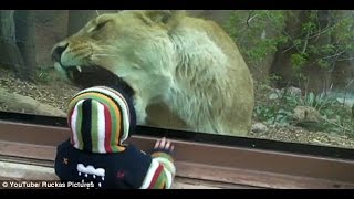 Watch Animals Try To Attack Kids At The Zoo - Funny Animals Videos Video