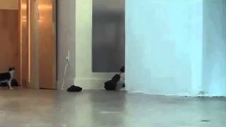 Watch Funny Animals Hump Humans Video