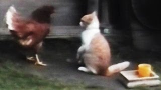 Watch Funny Animal Videos Compilation Video