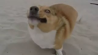 Watch Dogs Who Fail At Being Dogs || FUNNY VIDEO Video
