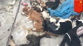 Watch Animal cruelty: Dogs left for dead on rooftop after experiments at Chinese University Video
