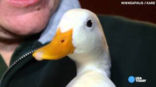 Watch Lost and lonely duck can finally stop running Video