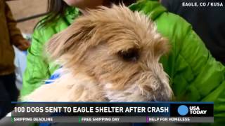 Watch 100 rescue dogs involved in crash, now safe and sound Video