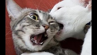 Watch Hilarious mean Animals || Funny Video Video