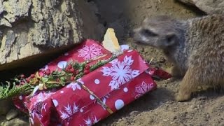 Watch Animals Unwrap Christmas Gifts at Polish Zoo Video