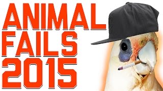 Watch Funny Animal Fails Compilation Video