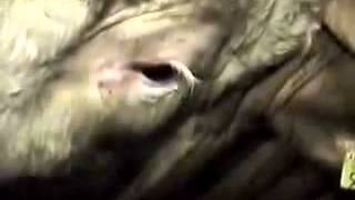 Watch Cow Cries Seconds before being Slaughtered Video