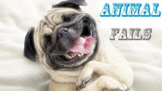 Watch Funny Videos || Animal Fails Compilation Video