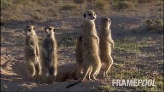 Watch Funny Animals Around The World Video