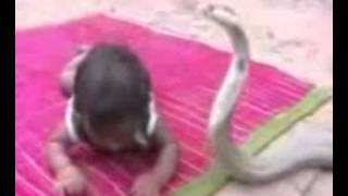 Watch World Best Funny Amazing Animals Video