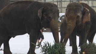Watch Elephants Munch On Old Christmas Trees Video