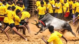 Watch Modi Govt gives nod to Jallikattu, AIWB to challenge order Video