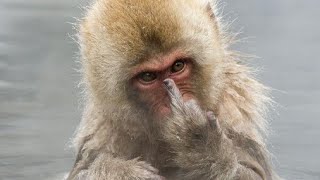 Watch Funny & Cute Animals 2015 !!! TRY NOT TO LAUGH Video