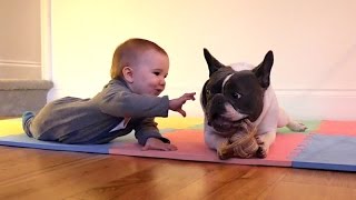 Watch Funny Babies Laughing at Dogs Compilation Video