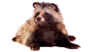 Watch This is not a raccoon Video