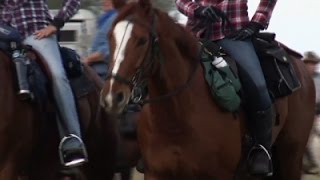 Watch Cattle Drive Highlights Florida's Cowboy History Video