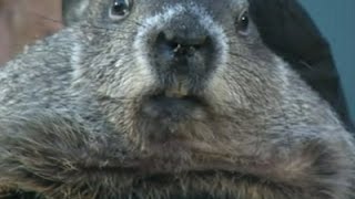 Watch No Shadow: Pa. Groundhog 'Predicts' Early Spring Video
