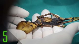 Watch 5 Most Mysterious Human Remains Video