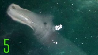 Watch 5 Unexplained Sea Monsters Caught on Tape Video