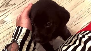 Watch Justin Bieber's New Puppy Has Made Two Girls VERY Jealous Video