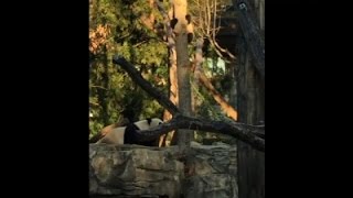 Watch Raw: Bei Bei Gets Adventurous Climbing Tree Video