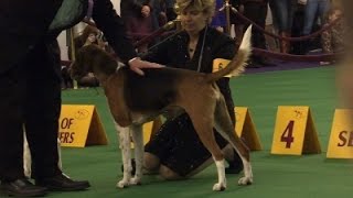 Watch Dogs Compete in Famed Canine Competition Video