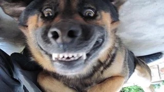 Watch Funny videos that will make you laugh so hard you cry Video