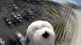 Watch UK School Appeals For Return of Cuddly Space Dog Video
