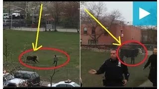 Watch DRAMATIC MOMENT: Comedian Jon Stewart SAVES escaped BULL from New York slaughterhouse (RAW VIDEO) Video