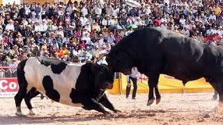 Watch Bull Fighting with People Funny Videos Video