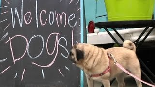 Watch New Seattle Food Truck Caters to Canines Video