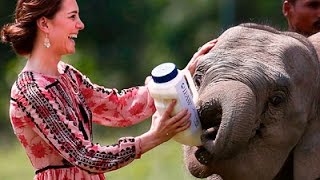 Watch UK Royals Feed Orphaned Animals Video