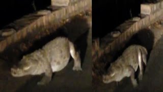Watch On cam: Crocodile crawls on Madhya Pradesh road Video