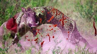 Watch Most Amazing Wild Animal Attacks - lion, tiger, anaconda, deer, Crocodile Video