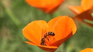Watch Museum Launches Largest Urban Biodiversity Study Video