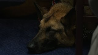 Watch Hill Push for Dogs to Help with Veterans' PTSD Video