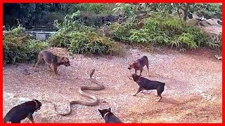 Watch Wild animals fight to death - CRAZIEST Animal Fights Caught  - Dog vs Cobra Snake 2 Video