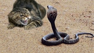 Watch Cat Vs Snake Fight To The Death HD - Animals Fight Video