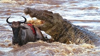 Watch Wild Animals Fight To Death Crocodile Attacks Zebra - Wildebeest - Lion - Impala Video