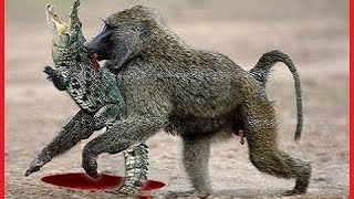 Watch Amazing Monkey attacks Crocodile - Funny Animals Attack 2016 Video