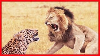 Watch Lion vs Cheetah real fighting  Animals Attack Compilation 2016 Most Dangerous Attacks Video