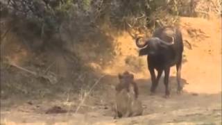 Watch Buffalo Kill Lion To Die Animals Attack Compilation 2016 Most Dangerous Attacks Video