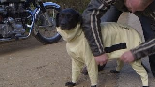 Watch British Biker Dog Gets Protection from Kevlar Video