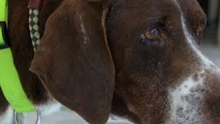 Watch Missing Dog Found After 10 Years Video