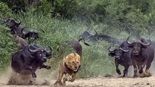 Watch Buffalo vs Lion fight, buffalo wins. Video