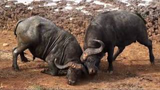 Watch Clash of the Titans buffalo fight Video